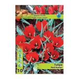 POMLADI CVETOČA ČEBULICA HOLLAND BULB MARKET TULIPAN SPECIES RED HUNTER 6+ 10 KOS