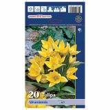 POMLADI CVETOČA ČEBULICA HOLLAND BULB MARKET TULIPAN SPECIES URUMIENSIS 6/7 20KOS