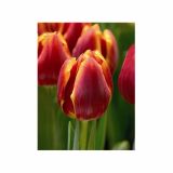 POMLADI CVETOČA ČEBULICA HOLLAND BULB MARKET TULIPAN THRIUMPH LAURA FYGI 11/12 10KOS