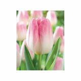 TULIPAN HOLLAND BULB MARKET THRIUMPH SHOWBIZZ 11/12 10KOS