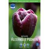 TULIPANI ALEXANDER PUSHKIN