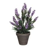 SIVKA VIOLIČNA V SIVEM STAN LONCU D11,5CM - H33XD20CM