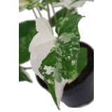 SOBNA ZELENA RASTLINA VARIEGIRAN SINGONIJ L15