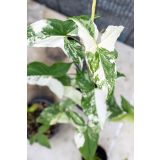 SOBNA ZELENA RASTLINA VARIEGIRAN SINGONIJ L15