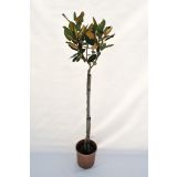 LISTAVEC VELECVETNA ZIMZELENA MAGNOLIJA LITTLE GEM L24