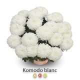 KRIZANTEMA VELIKOCVETNA SKLEDA 30 CM L30