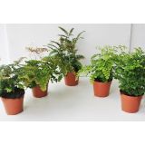 PRAPROT VENERINI LASKI MIX L14