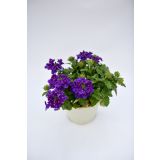 SEZONSKA RASTLINA VERBENE MIX L10