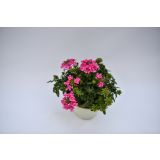 SEZONSKA RASTLINA VERBENE MIX L10