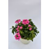 SEZONSKA RASTLINA VERBENE MIX L10