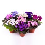 VIJOLICA AFRIŠKA L12