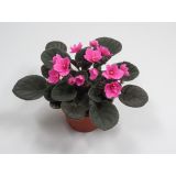 VIJOLICA AFRIŠKA L12