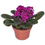 VIJOLICA AFRIŠKA L12