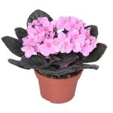 VIJOLICA AFRIŠKA L12