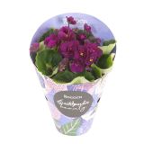 VIJOLICA ROCOCO MIX L9 CM