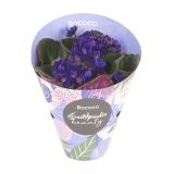 VIJOLICA ROCOCO MIX L9 CM