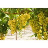 VINSKA TRTA BIANCA L11