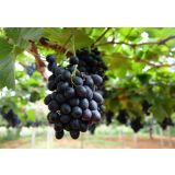 VINSKA TRTA MODRI MUŠKAT L11