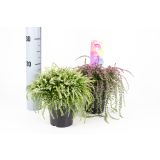 JESENSKA VRESA VISEČA RASTA GIRLS MIX L12