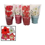 CVETOČA SOBNA RASTLINA VITEZOVA ZVEZDA L13 MIX