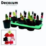 CVETOČA SOBNA RASTLINA VITEZOVA ZVEZDA L14