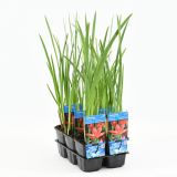 VODNE RASTLINE VODNA LILIJA MAJOR L9