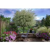 VRBA JAPONSKA PISANOLISTNA L19