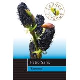 LISTAVEC VRBA MELANOSTACHYS NA STEBLU L19