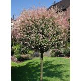 VRBA SALIX HAKURO-NISHIKI NA DEBLU 120 CM L7.5 L