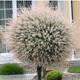 VRBA SALIX HAKURO-NISHIKI NA DEBLU 120 CM L7.5 L