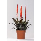 CVETOČA SOBNA RASTLINA VRISEJA ERA L12