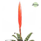 CVETOČA SOBNA RASTLINA VRISEJA ERA L9