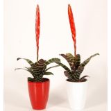 CVETOČA SOBNA RASTLINA VRISEJA ERA V OKRASNEM LONCU L10