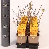 CVETOČA GRMOVNICA VRTNA FORZICIJA SPECTABILIS