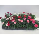 SEZONSKA RASTLINA VRTNI NAGELJ MIX L10