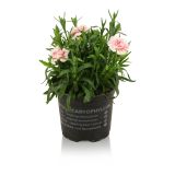 SEZONSKA RASTLINA VRTNI NAGELJ MIX L10