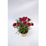 SEZONSKA RASTLINA VRTNI NAGELJ MIX L10