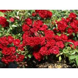 VRTNICA FAIRY KING (ODPORNA, POKROVNA) L2 L