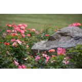 VRTNICA GRMASTA EASY ELEGANCE L19CM