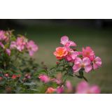 VRTNICA GRMASTA EASY ELEGANCE L19CM