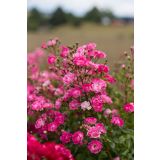 VRTNICA GRMASTA EASY ELEGANCE L19CM