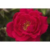 VRTNICA GRMASTA EASY ELEGANCE L19CM