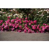 VRTNICA GRMASTA EASY ELEGANCE L19CM