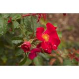 VRTNICA GRMASTA EASY ELEGANCE L19CM