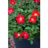 VRTNICA GRMASTA EASY ELEGANCE L19CM