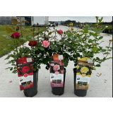 VRTNICA GRMASTA MEILOVE L19CM