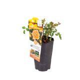 VRTNICA VRTNICA KORDES MIX L19