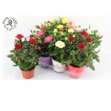 VRTNICA MIX V OKRASNEM LONCU L12