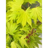 VRTNICA NA DEBLU L19 CM