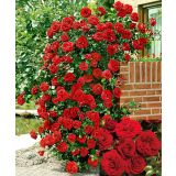 VRTNICA NEW YORK PLEZAJOČA RDEČA 2L VREČKA